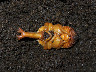 カブトムシの蛹