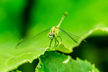 Macro photo of dragonfly on leaf, dragonfly is insect in arthropoda phylum, Insecta, dragonfly are characterized by large multifaceted eyes, two pairs of strong transparent wings., Selective focus.