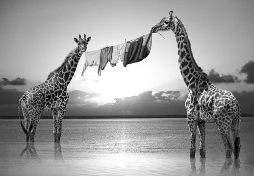 Composito giraffe hakuna matata