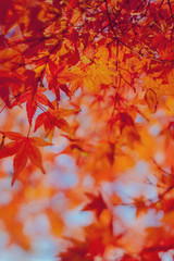 Autumn leaf Background Image