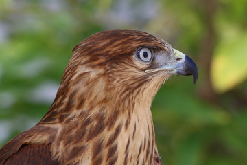 Buteo