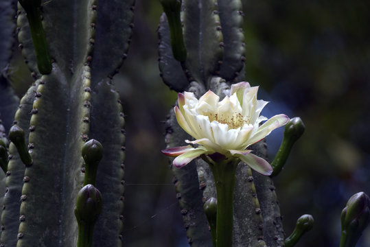 Cactus Mandacaru In Bloom