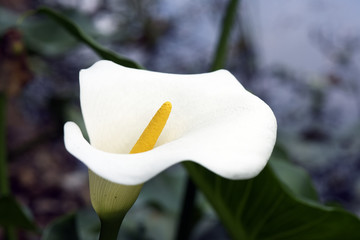 The purity of the white flower calla lily