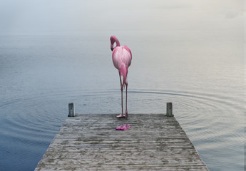 Flamingo am Pier – Composite
