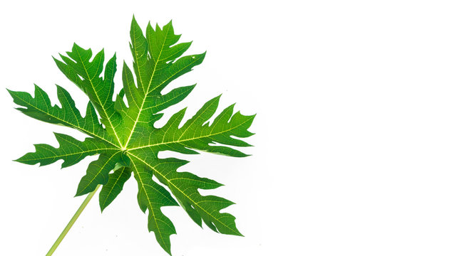 Fototapeta Closeup papaya leaf on white background