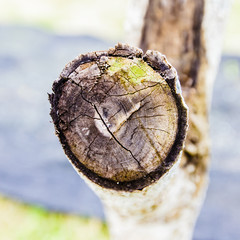 Texture of old tree stump with cracks, wooden background