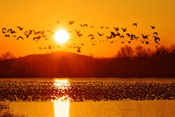 Snow Geese Take Flight at Sunrise