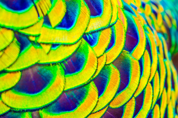 peacock feathers is colorfull for use backgroud ,Texture and wal