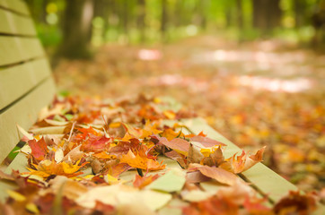 Leaves on a bench in the park