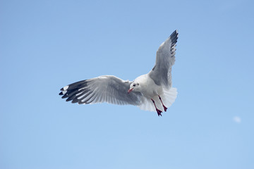 Fototapeta na wymiar flying seagull bird