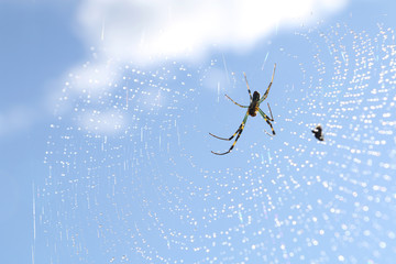 dew drop spider net abstract #2