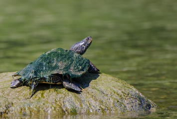 A turtle on a rock