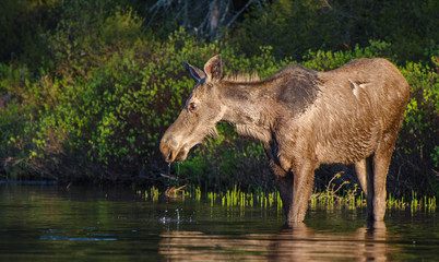 A moose drinks water
