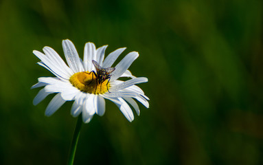 Obraz premium A fly on a daisy