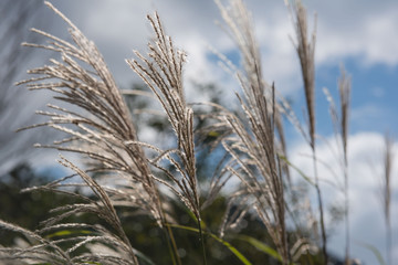 flowers grass in the morning in park for Background, Blurred