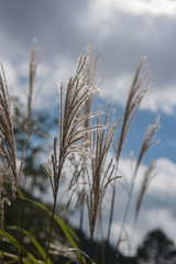Obraz premium flowers grass in the morning in park for Background, Blurred