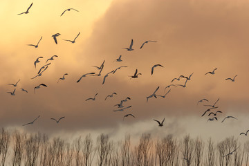 A flock of birds about a tree line at sunset