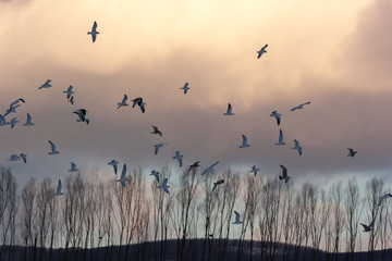 Flock of birds above a tree line