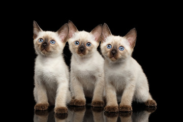 Portrait of Three Beautiful Mekong Bobtail Kittens with Blue eyes Sitting front view, Looking Curious, Isolated Black Background, Color-point Thai Fur