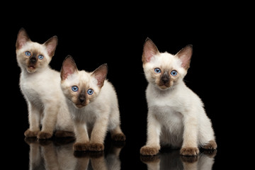 Portrait of Three Beautiful Mekong Bobtail Kittens with Blue eyes Sitting front view, Looking Curious, Isolated Black Background, Color-point Thai Fur