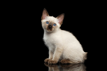 Obraz premium Portrait of Beautiful Mekong Bobtail Kitty with Blue eyes Sitting side view, Isolated Black Background, Color-point Thai Fur