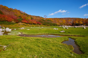Obraz premium 大雪高原温泉 沼めぐり 空沼の紅葉