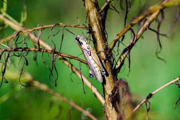 Spurthroat Grasshopper (Melanoplus) on a dogfennel stem. 