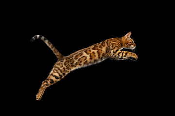 Adorable Bengal Cat Jumping on isolated Black Background
