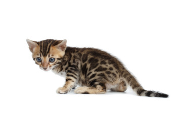 Fototapeta na wymiar Cute Newborn kitty of bengal breed isolated on white background