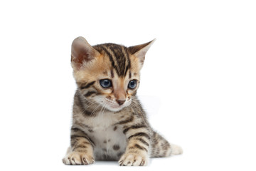 Cute Newborn kitty of bengal breed isolated on white background