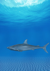 Obraz premium Tubarão no Fundo do Mar