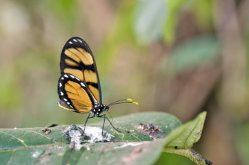 Yellow butterfly Dircenna dero on green leaf