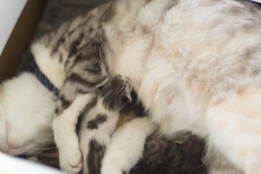 cat breastfeeding baby