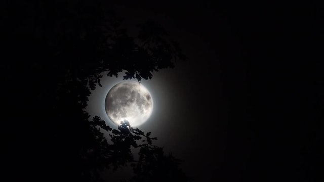 spooky full moon behind tree night time