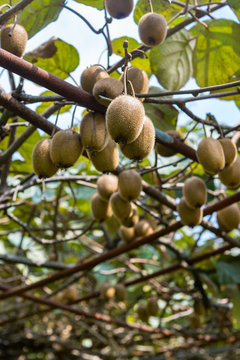 kiwi fruits on the tree