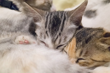 mother cat breastfeeding