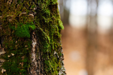 Tree trunk covered with moss closeup