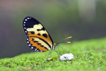 Brazilian butterfly sighted in Atlantic Rainforest