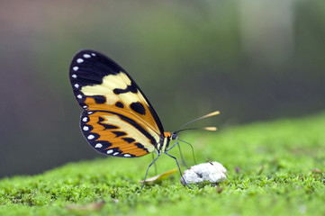 Fototapeta na wymiar Brazilian butterfly sighted in Atlantic Rainforest