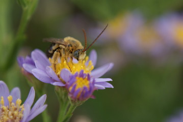 Bee