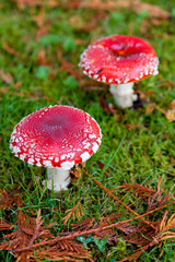 Close up detail of red and white spotted fly agaric mushroom toadstool fungus growing on grass in autumn after rain and damp 