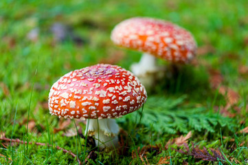Close up detail of red and white spotted fly agaric mushroom toadstool fungus growing on grass in autumn after rain and damp 