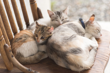 cat family sleep