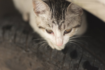 cat hide on the tire
