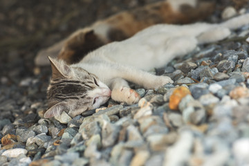 little cat sleep