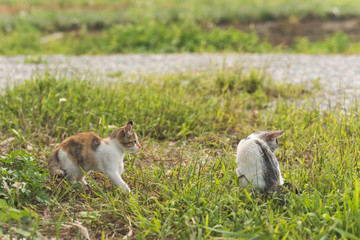 cat play in the outdoor