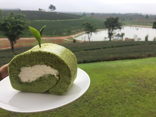 Jam roll green tea in tea farm.