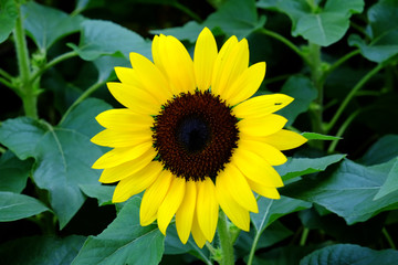 Beautiful sunflower.