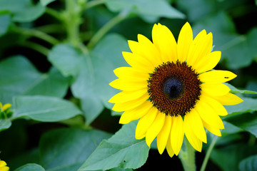 Beautiful sunflower.