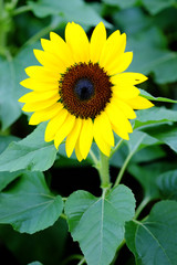 Beautiful sunflower.